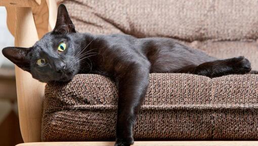 Orijentalna kratkodlaka mačka leži na sofi