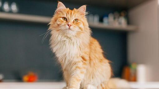 Persijska dugodlaka mačka stoji u kuhinji
