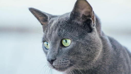 Ruska plava mačka posmatra nekoga