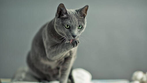 Ruska plava mačka pere šape