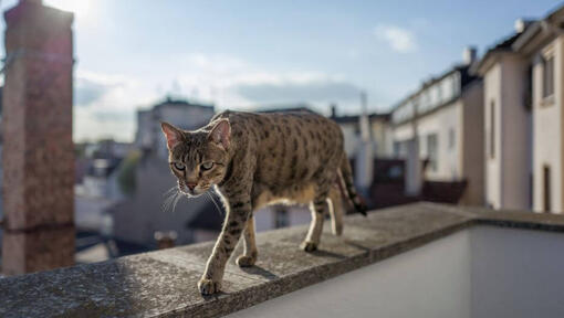 Savana mačka šeta balkonom