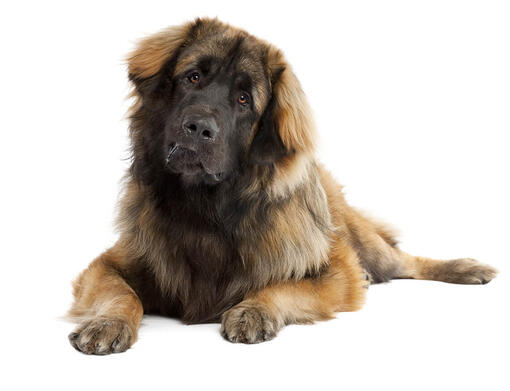 Leonberger