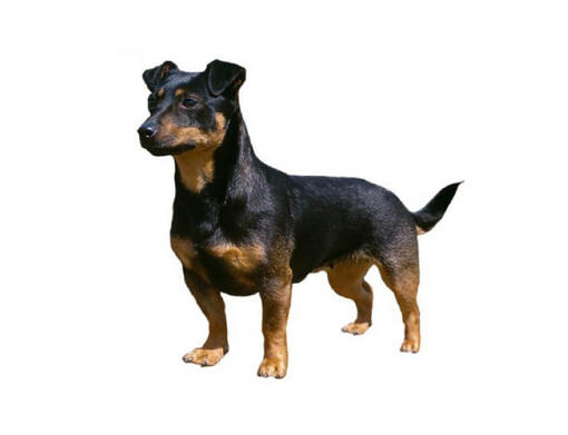 Lancashire Heeler (lankašir hiler)