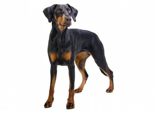 Doberman