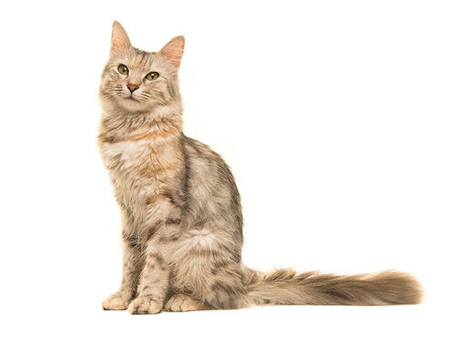 Orijentalna dugodlaka mačka