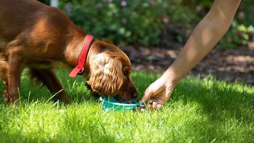 Pas jede nešto ukusno u vrtu
