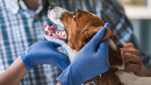 Pas na pregledu kod veterinara