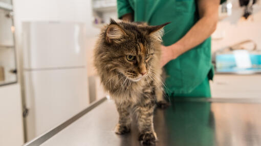 Mačka na liječenju kod veterinara