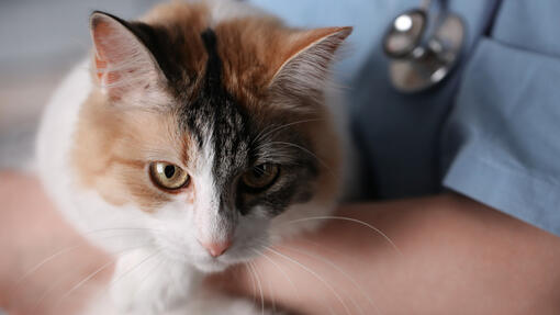 Mačku drži veterinar