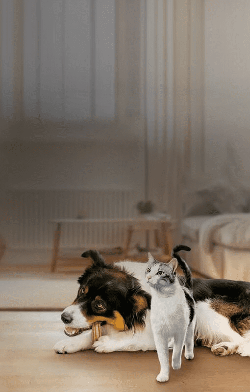 Dentalife Dog & Cat