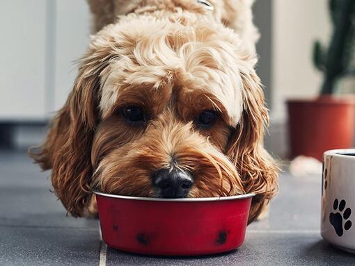 Pas jede hranu iz crvene činije