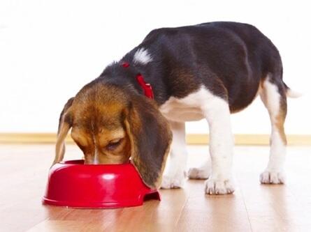 The dog eats from a large red bowl