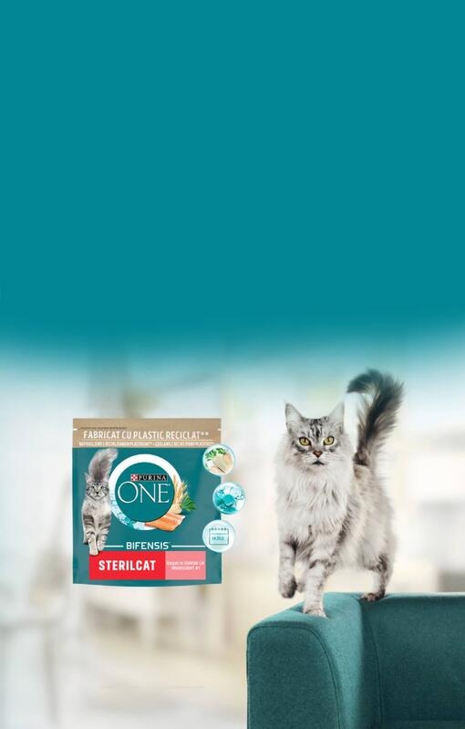 Purina ONE cat