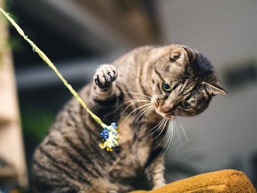 Cat Chow