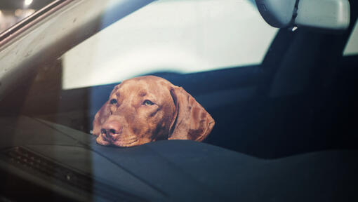 Vizsla odmara glavu na kontrolnoj ploči automobila