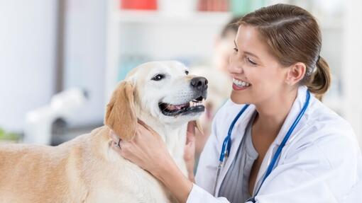 Srećan pas kod veterinara