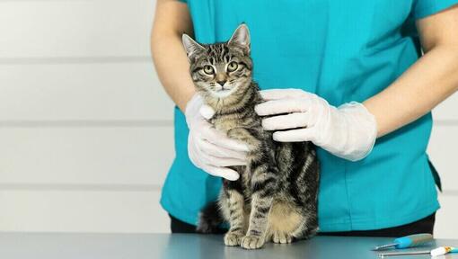 Veterinar nežno drži mačku na stolu