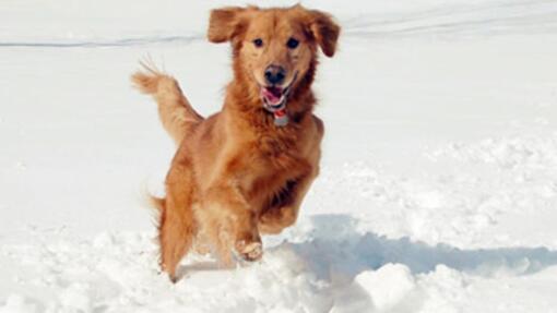 Pas otporan na hladnoću trči po snegu