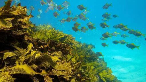 fishes