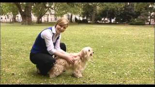 YouTube | How to body condition score your dog with vet Zara